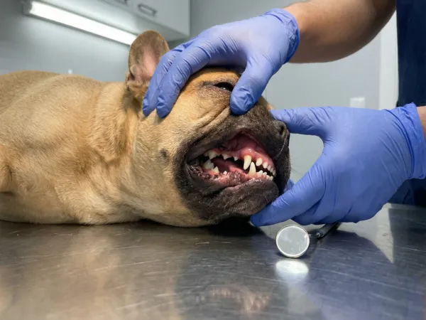 French Bulldog teeth after treatment